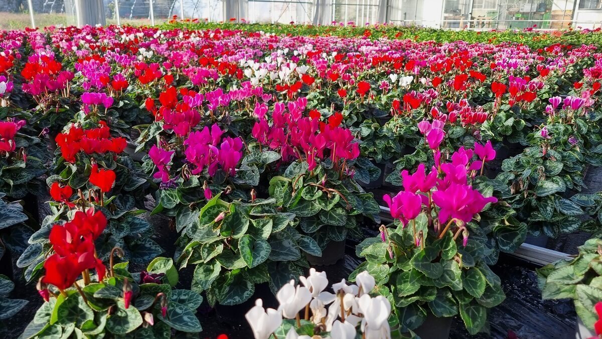 Cyclamen