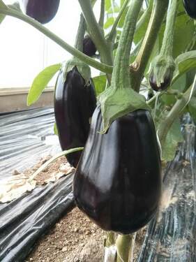 aubergine