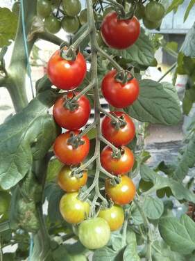 Tomate cerises